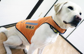 写真：ケープ（聴導犬と書かれたビブスのようなもの）を着て大人しく座っているジローくん