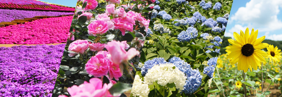 写真：左から芝桜、バラ、あじさい、ひまわり。