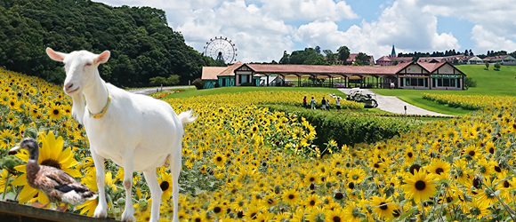 アクセス 東京 ドイツ 村 東京ドイツ村にはもう行った？アクセスや魅力をたっぷり紹介♡