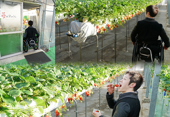 写真：左上は出入り口のスロープ、右上は苺の苗を眺めている、下は編集部員が苺をつまんでいる様子