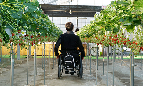 写真：苺の苗と苗の間を走行している車いすの編集部員の後ろ姿