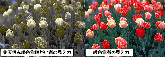 写真：左が先天性赤緑色覚障がいと者から見たチューリップ。赤い花と緑の葉の違いが分かりづらい。右が一般色覚者が見たチューリップの様子。花と葉のコントラストがはっきりしている。