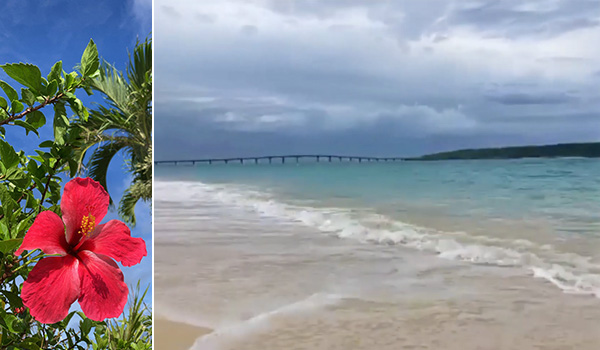 写真：自生している花と波打つ与那覇前浜ビーチ