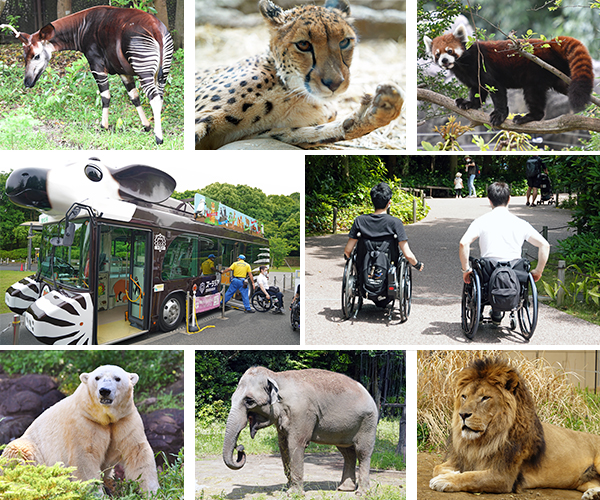 写真：オカピ、チーター、レッサーパンダ、園内バス、車いすユーザの編集部員が車いすを漕いでいる、シロクマ、インドゾウ、ライオン