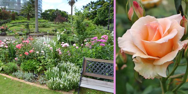 写真：たくさんのバラとハーブが咲き誇っている、バラのアップ